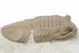 Prone Asaphus Plautini Trilobite Fossil - Russia #200407-2